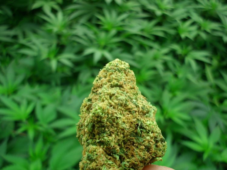 All About Buy Cannabis Online Toronto post thumbnail image