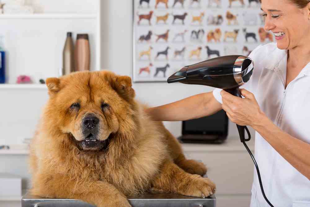 Know why it is so necessary to possess a dog blow dryer in your business post thumbnail image