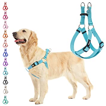 Just How Can A Harness Quit Your Pet From Yanking post thumbnail image