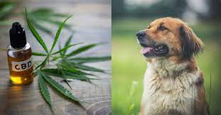 Relief from Seizures with the best CBD for dogs post thumbnail image