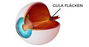The Function of your Macula in Sight post thumbnail image