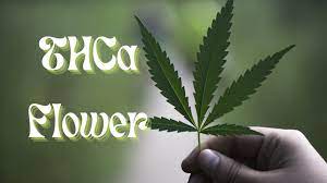 Discover the Benefits of THCA Flower for Sale post thumbnail image