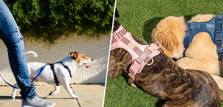 A New Experience for Pet Owners – The Innovative Halo Dog Collar post thumbnail image
