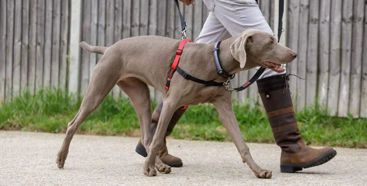 Consider the Stress away from Hikes using a No Draw Harness post thumbnail image