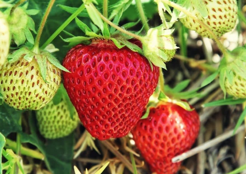 Maximize Strawberry Growth: Enhance Your Soil with Strawberry Topsoil post thumbnail image