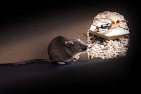 Say Goodbye to Rodents with Rodent Removal in Clearwater post thumbnail image