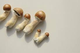DC Shrooms: A Remedy for Constant Ache? post thumbnail image