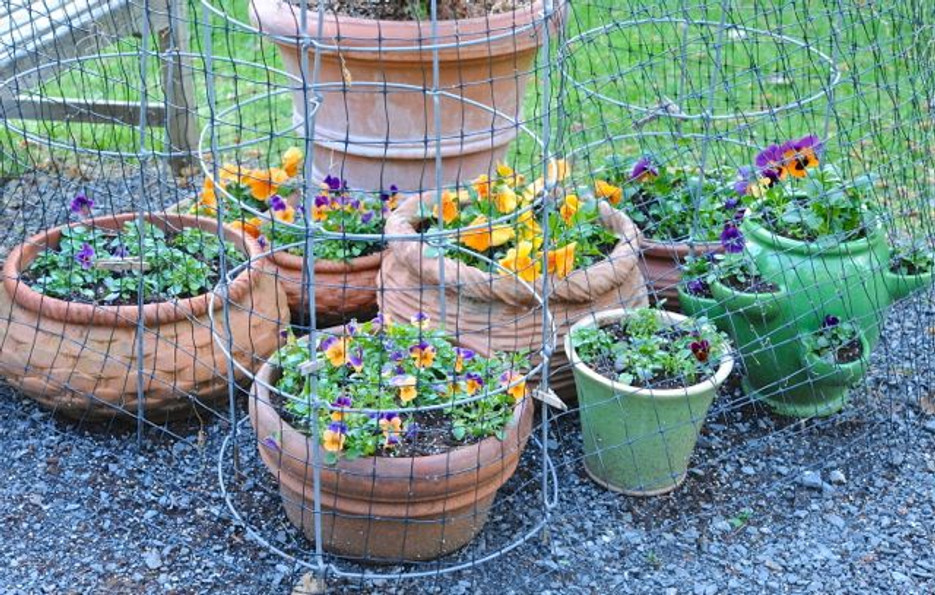 Enhancing Garden Harmony: The Benefits of Bird Netting post thumbnail image